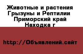 Животные и растения Грызуны и Рептилии. Приморский край,Находка г.